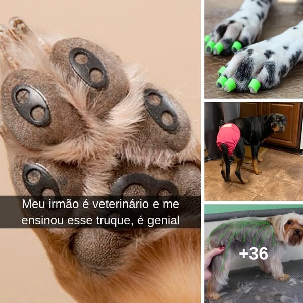 38+ truques inteligentes para donos de cães